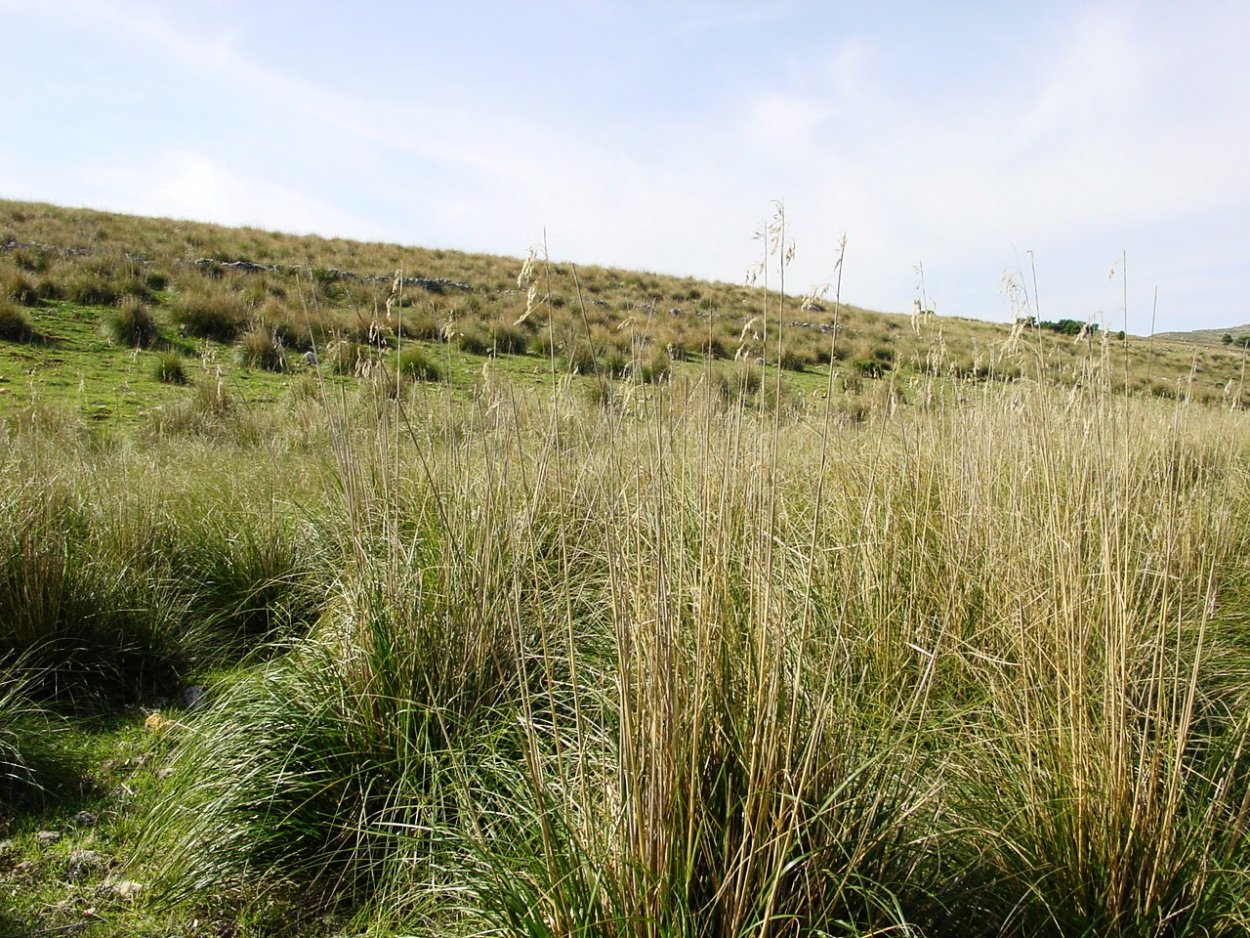 Хилл Флауэр сухоцвет