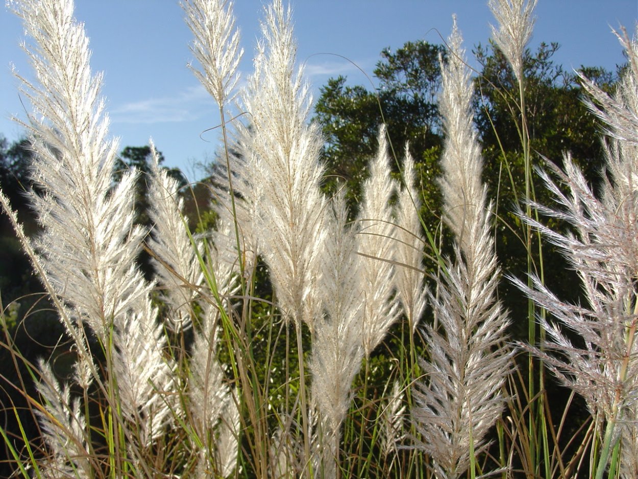 Кортадерия selloana