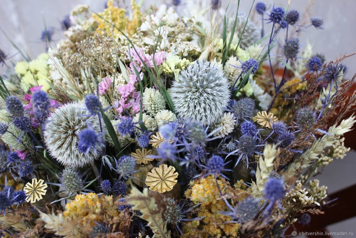 Ampelodesmos mauritanicus