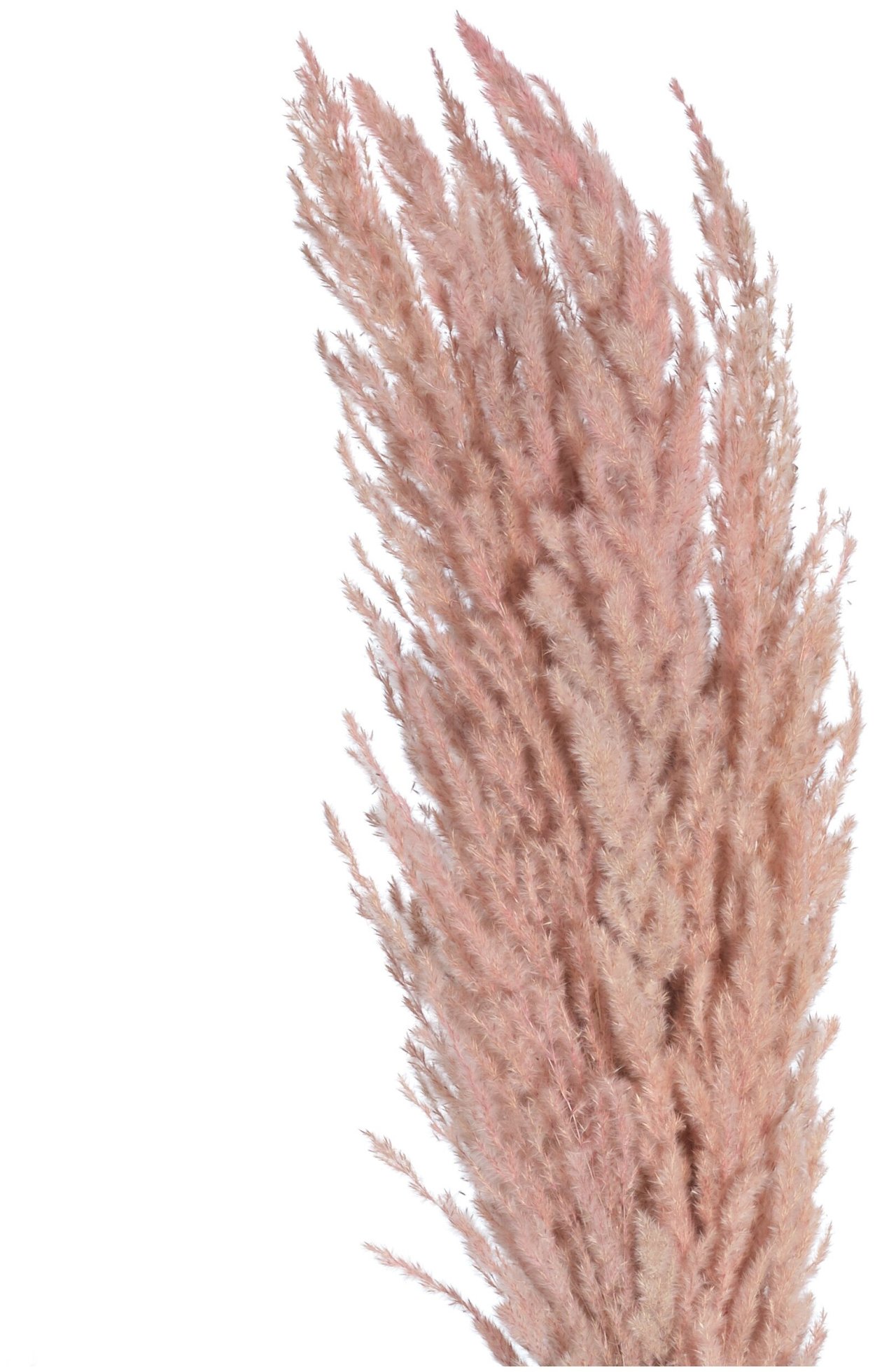 Астрагал трехграноплодный