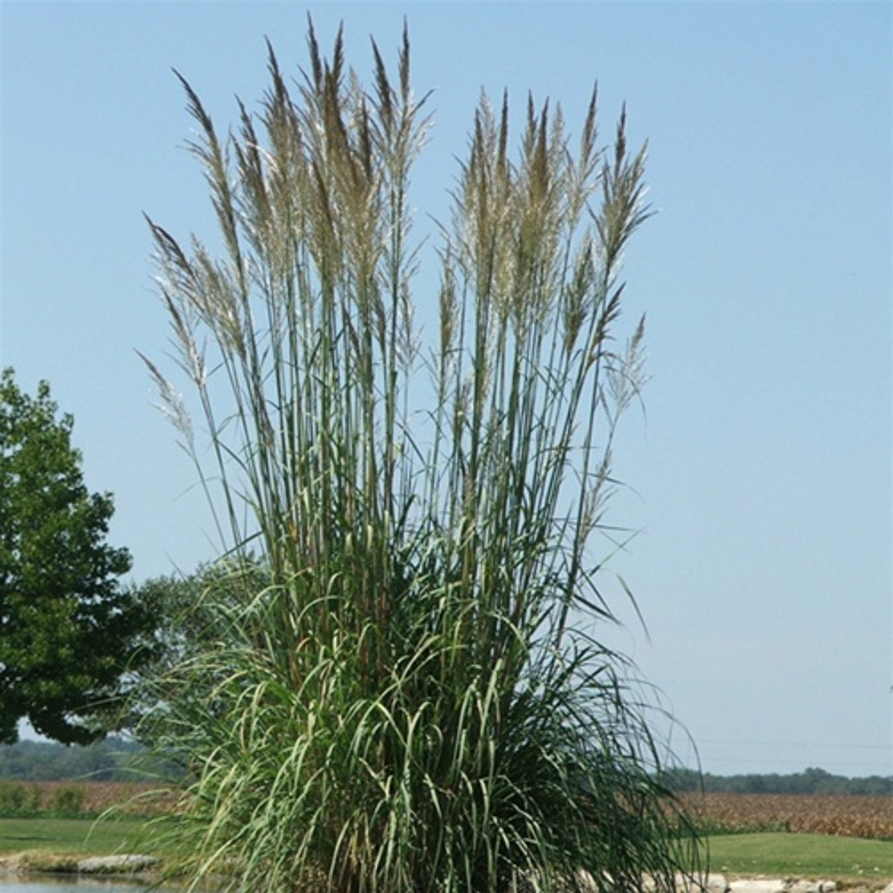 Эриантус Равеннский