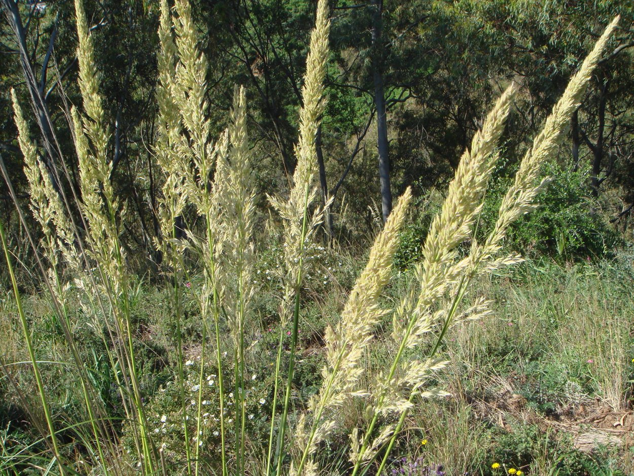 Ландышник Офиопогон