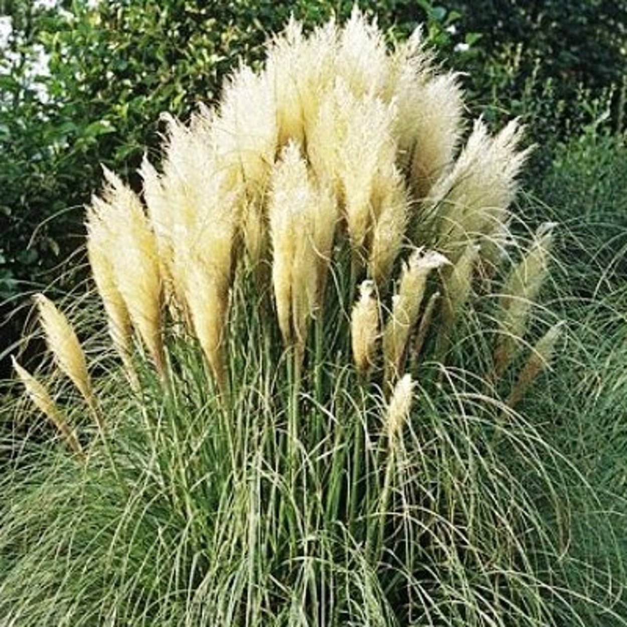 Эриантус злак