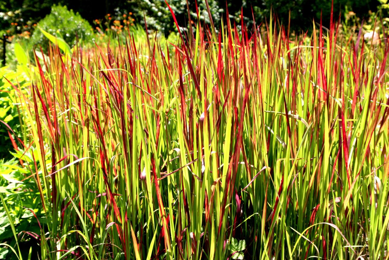 Нигелла Пауэр Блау ВБУКЕТЕ