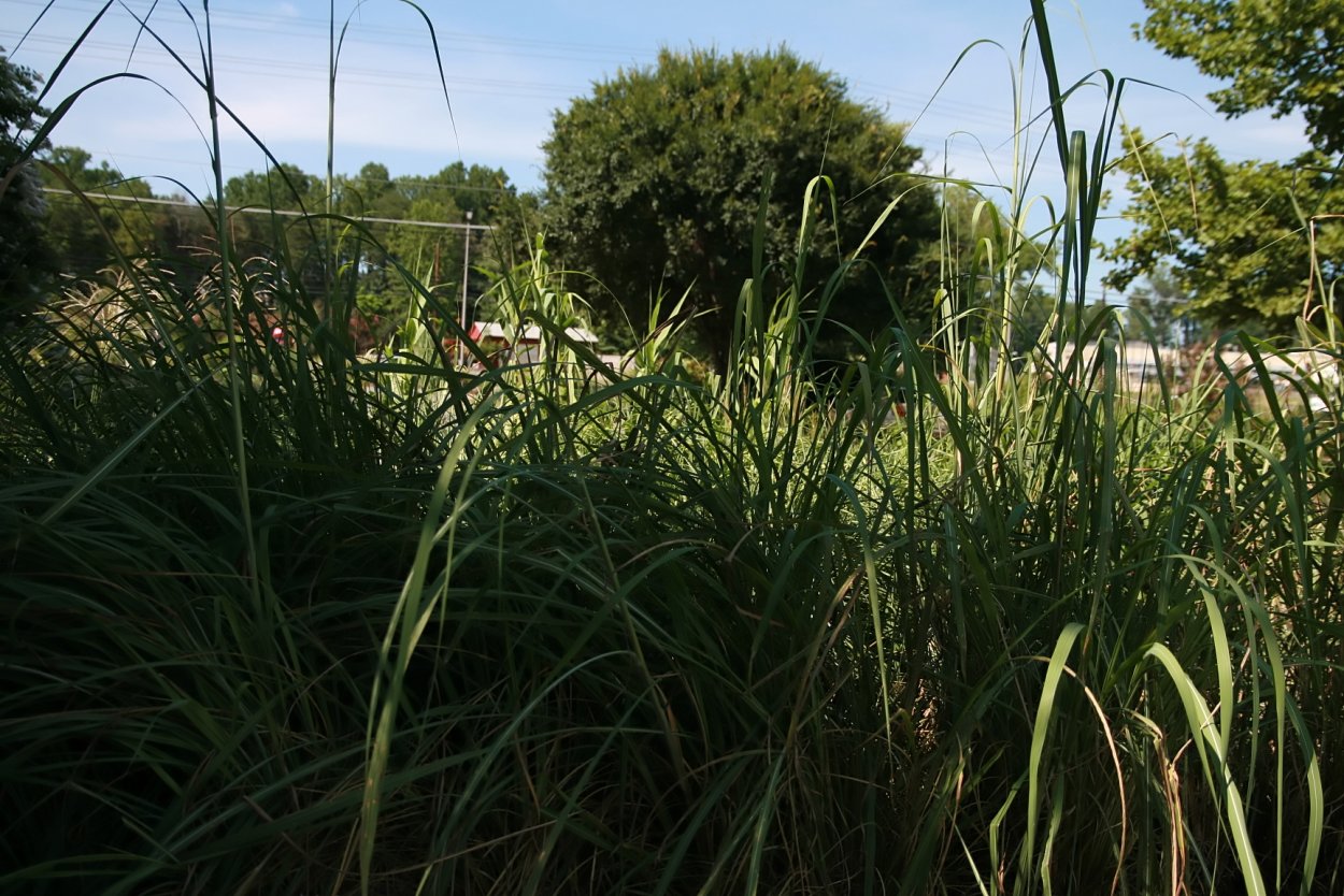 Кортадерия можжевельник