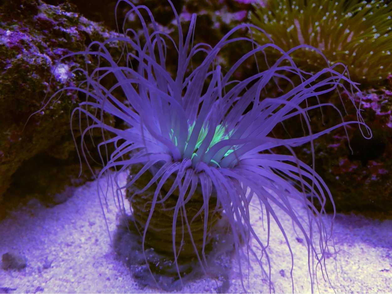 Сабвуфер FBT LS 61a