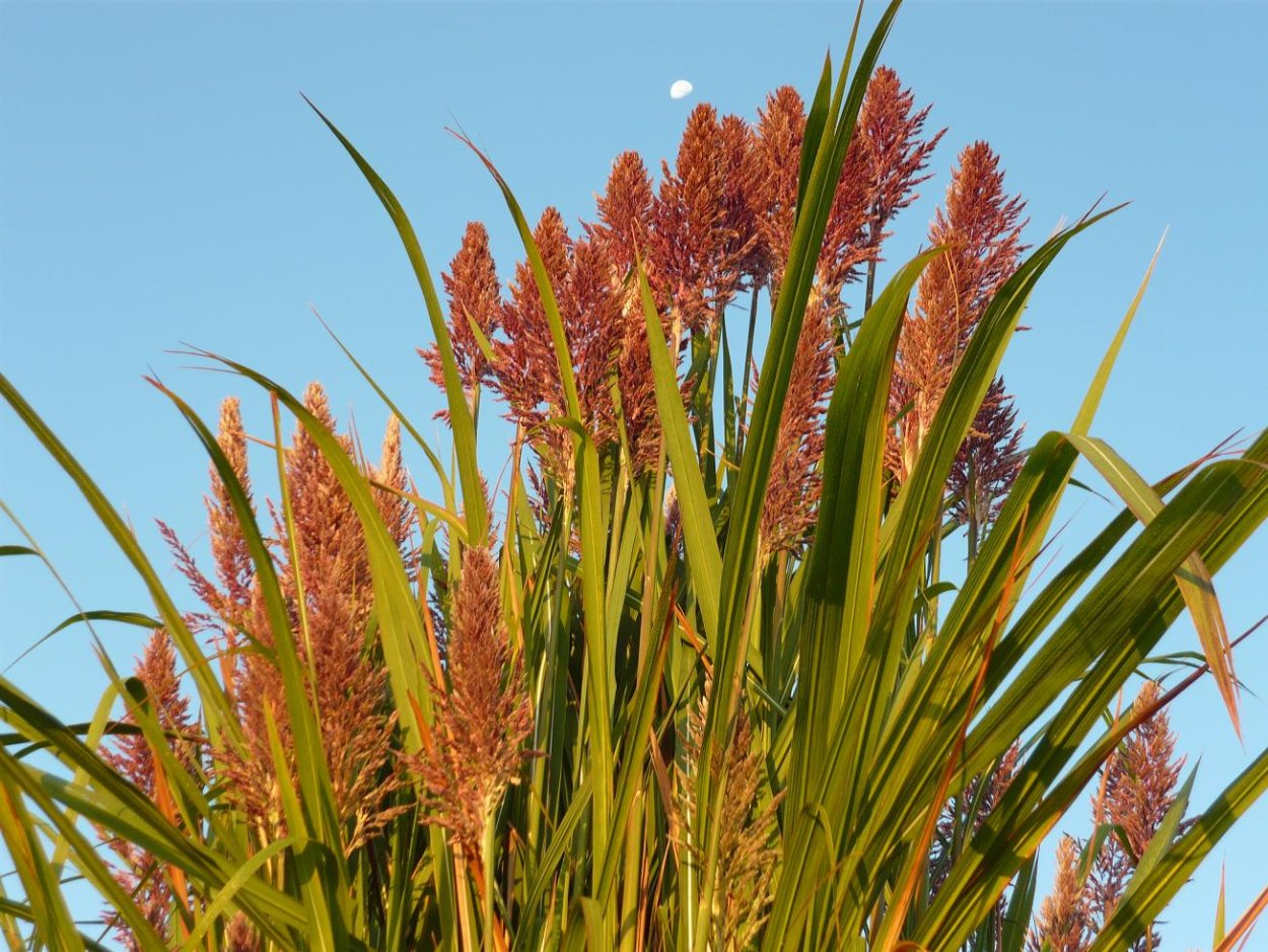 Эриантус Равеннский