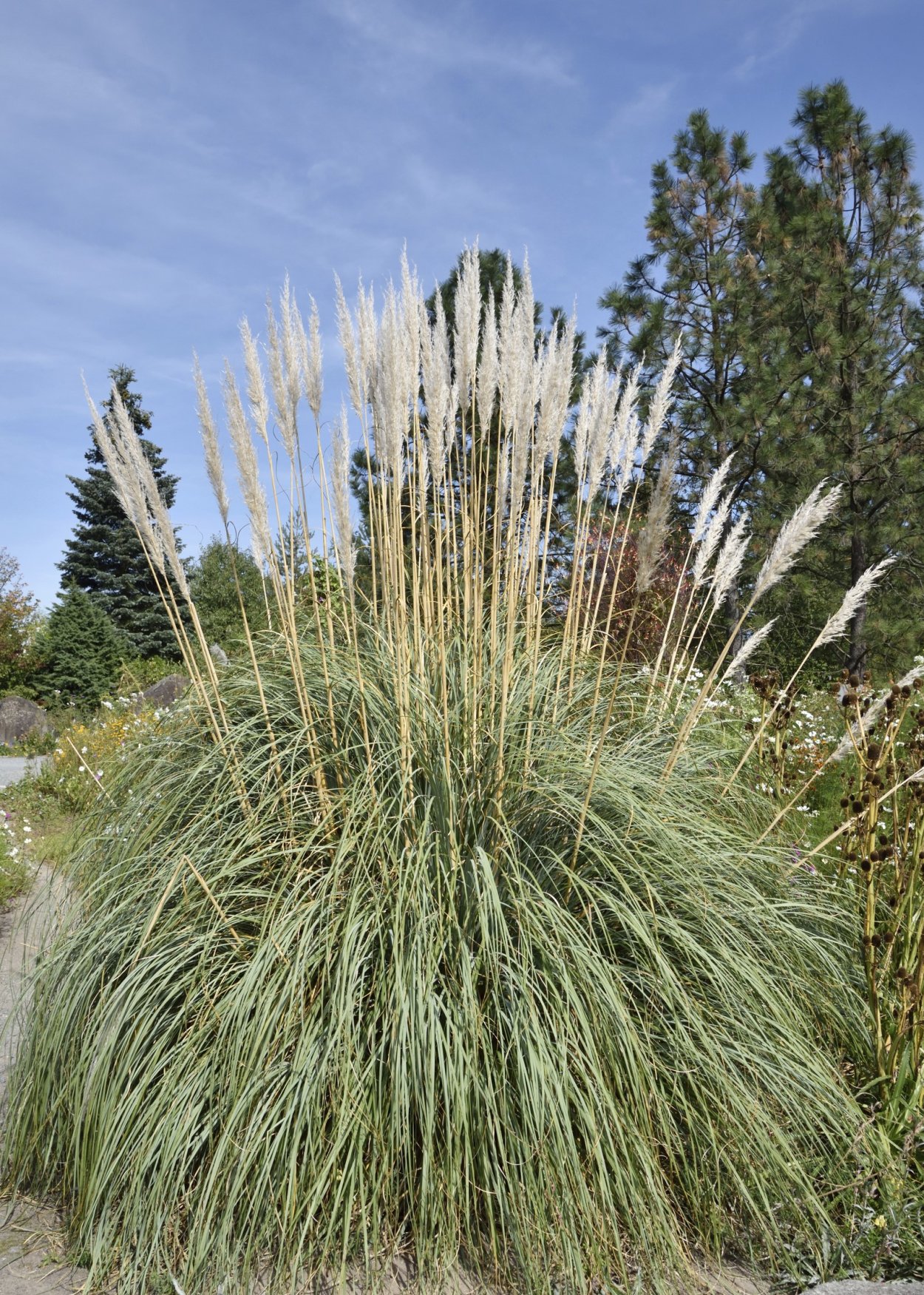 Эриантус злак