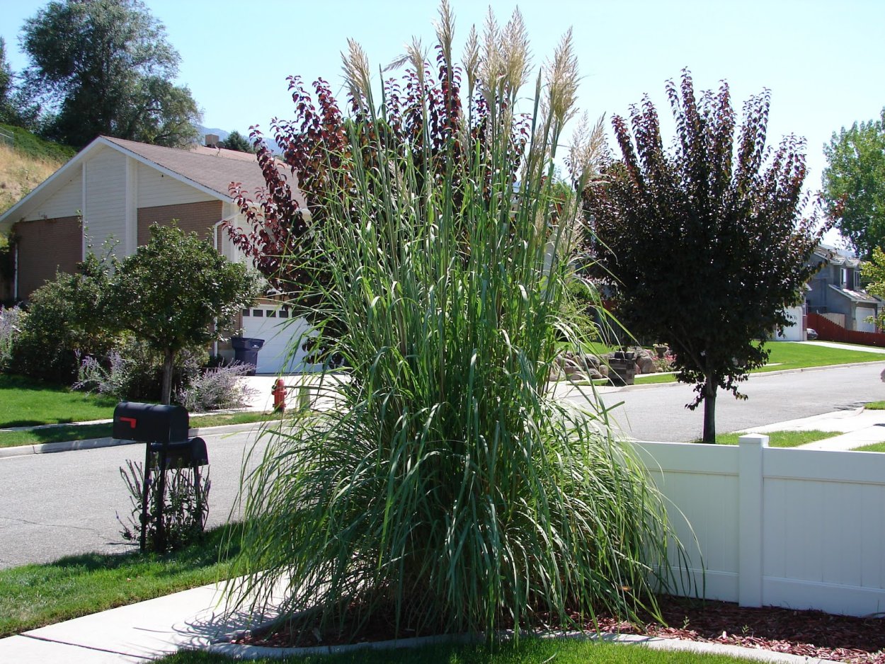 Кортадерия Cortaderia White Plume