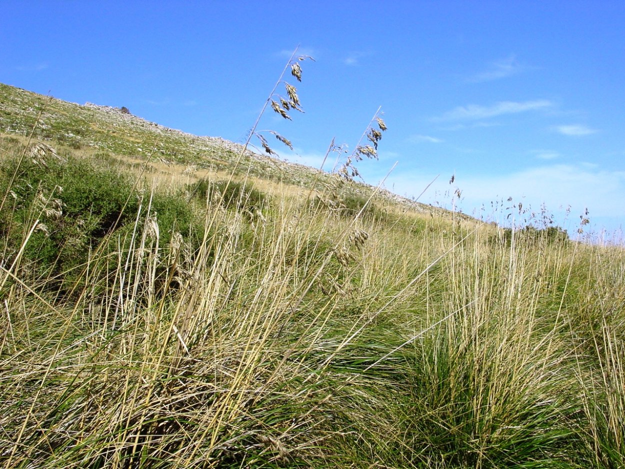 Эриантус Равеннский