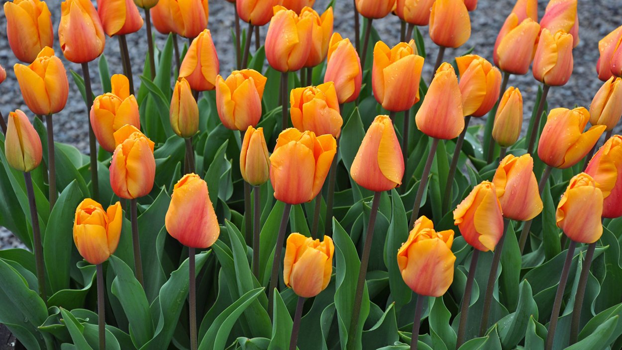 Оранжевые тюльпаны на белом фоне