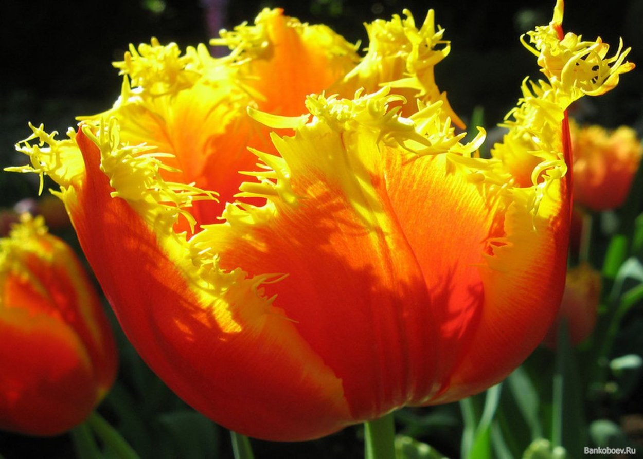 Тюльпан оранж Кассини