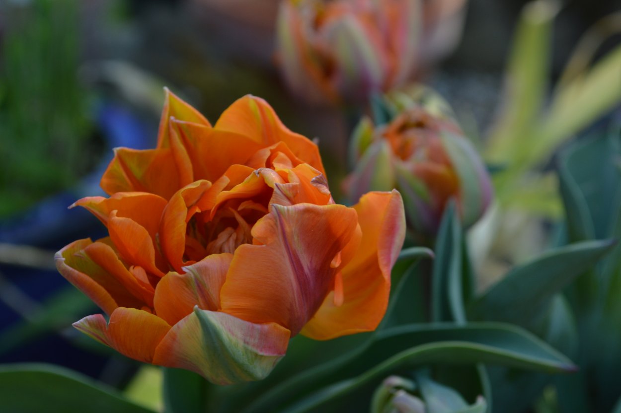 Тюльпан Монте оранж