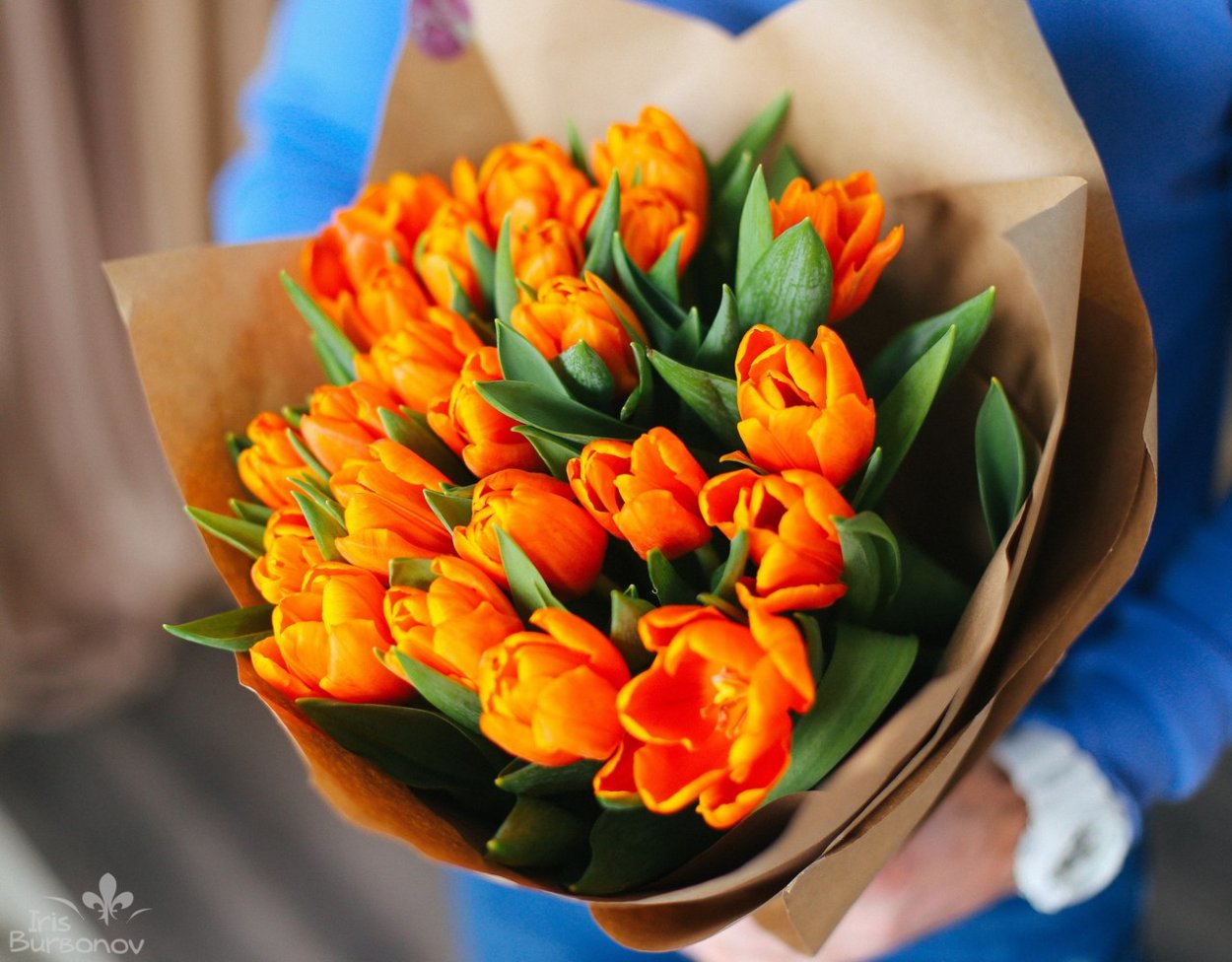 Тюльпаны Попугайные бутон