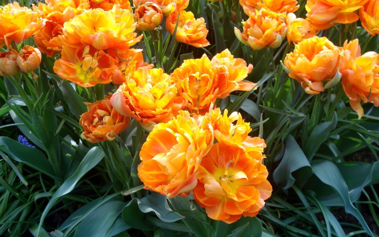 Тюльпан пионовидный оранжевый