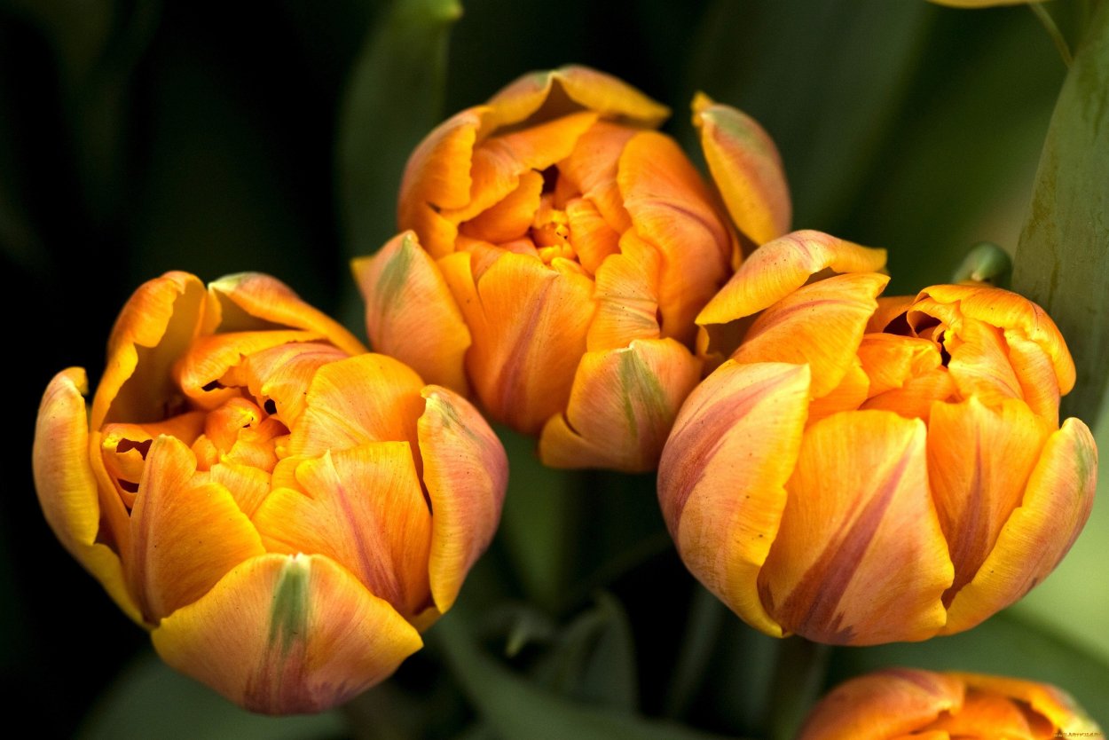 Тюльпан махровый Голд февер