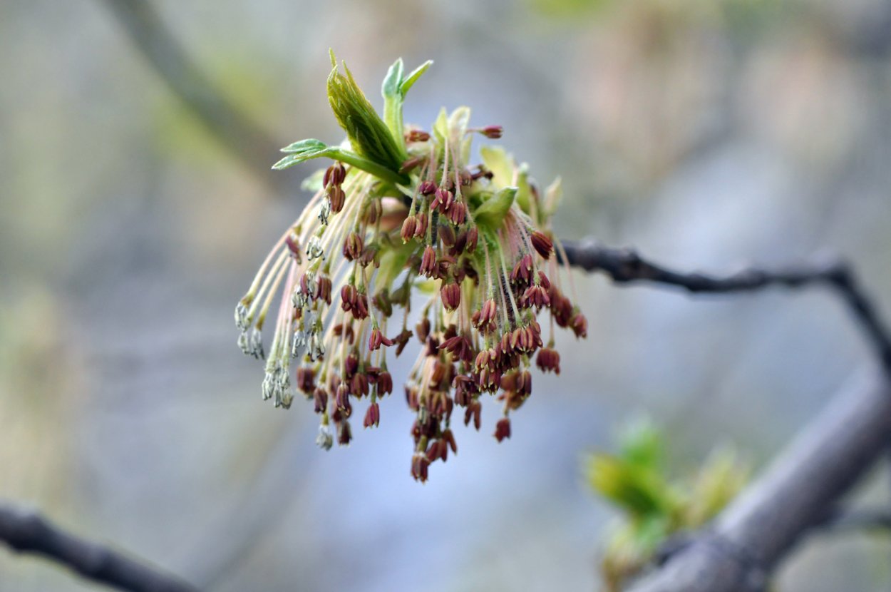 Ясень обыкновенный Весна