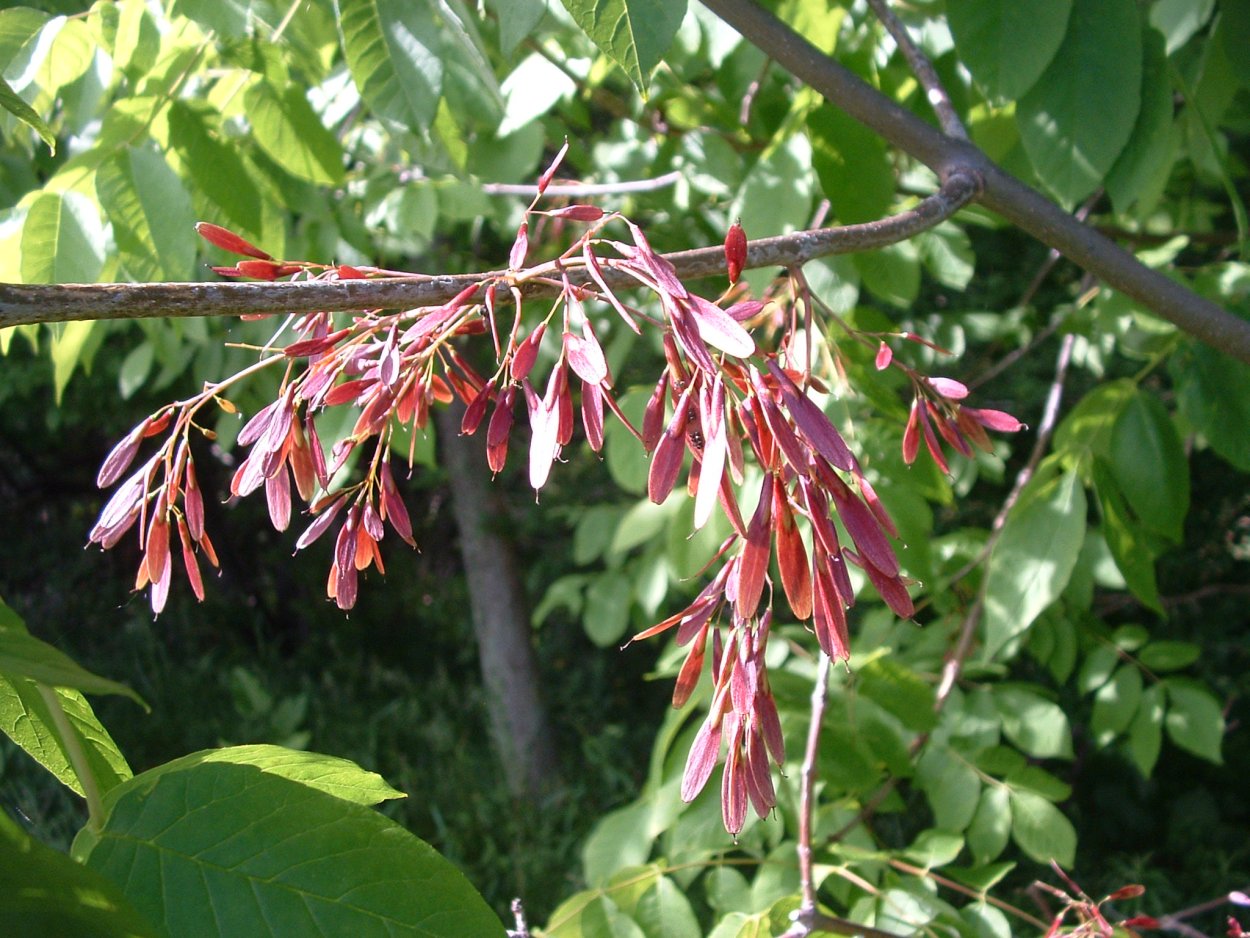 Ясень ланцетный цветение