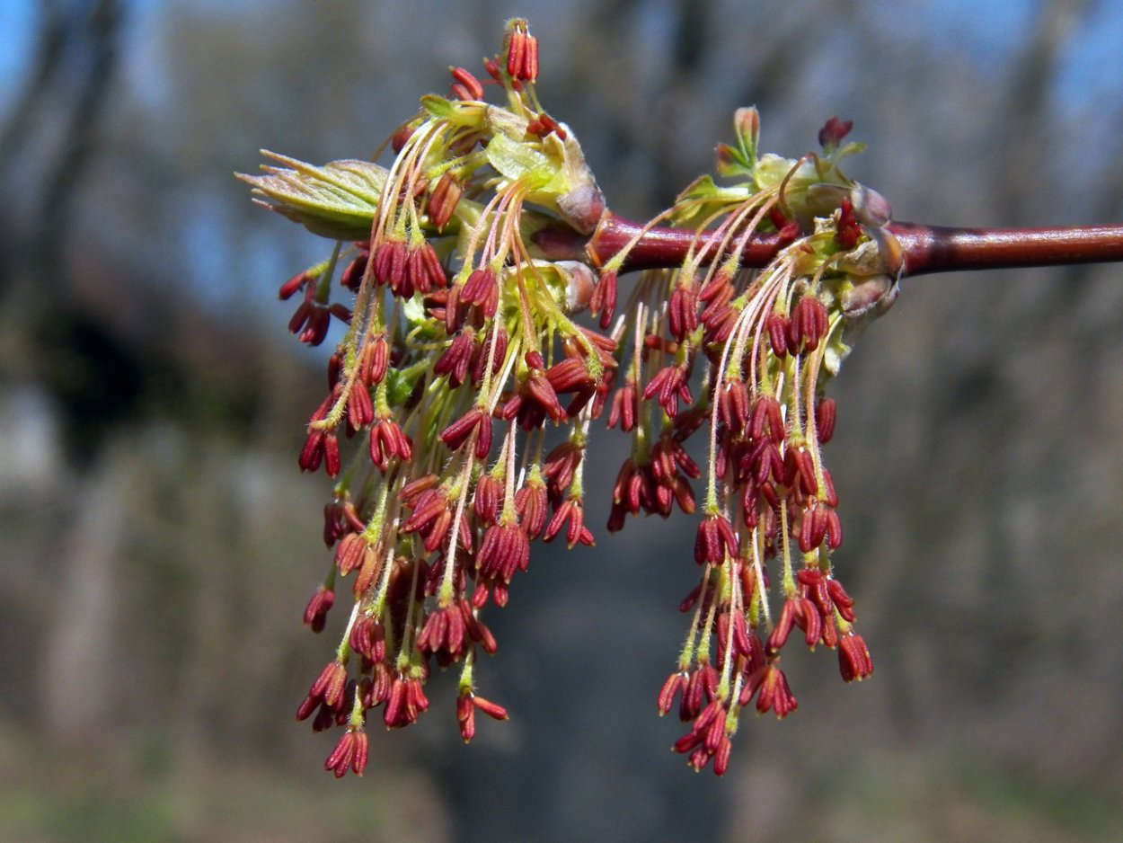 Клён американский ясенелистный цветы