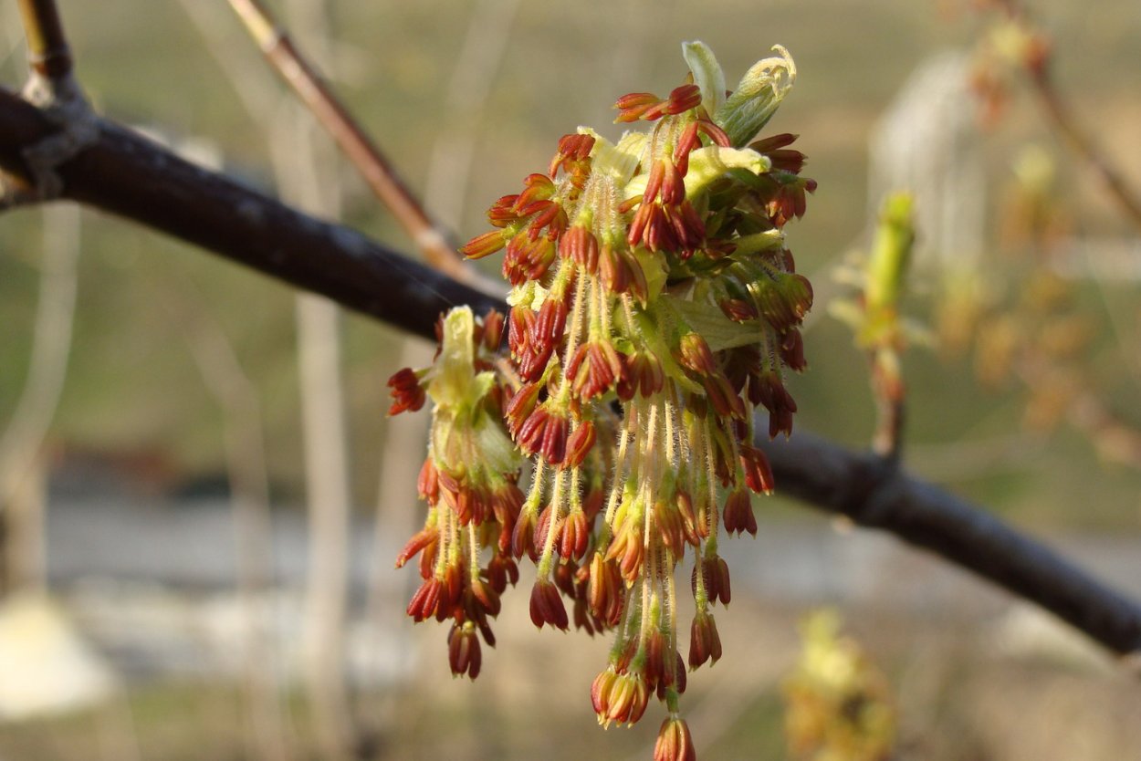 Клен ясенелистный дерево