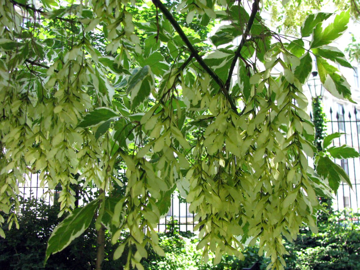 Клён американский ясенелистный цветы