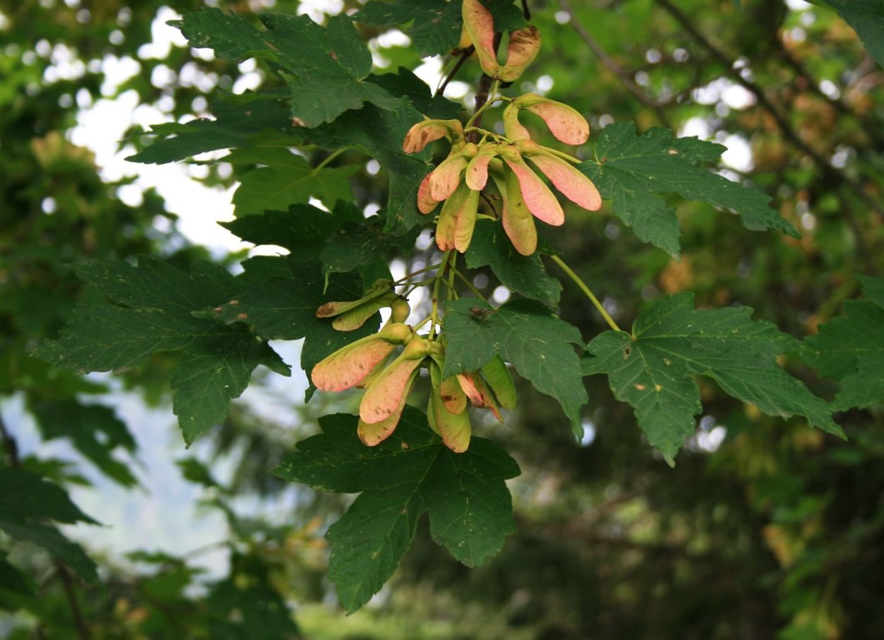 Клен Траутфеттера высокогорный