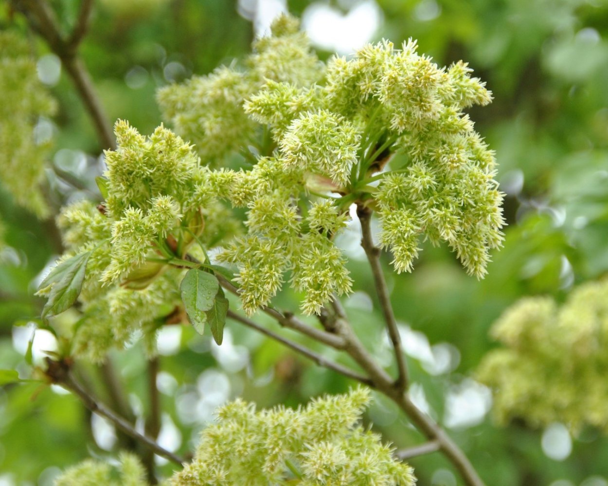 Ясень манновый