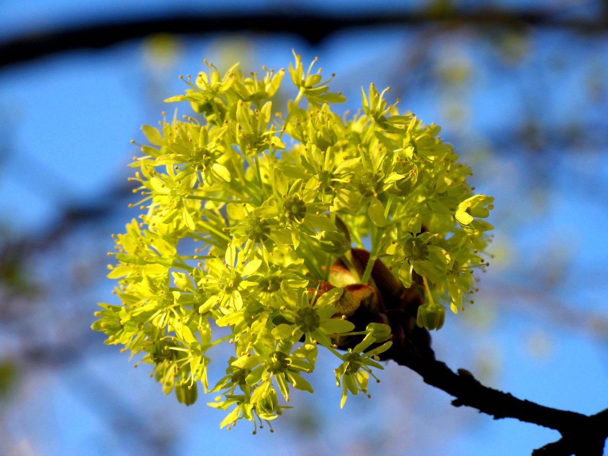 Клен остролистный цветет