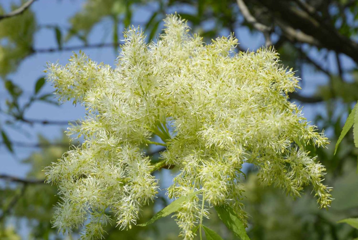 Ясень кучерявый