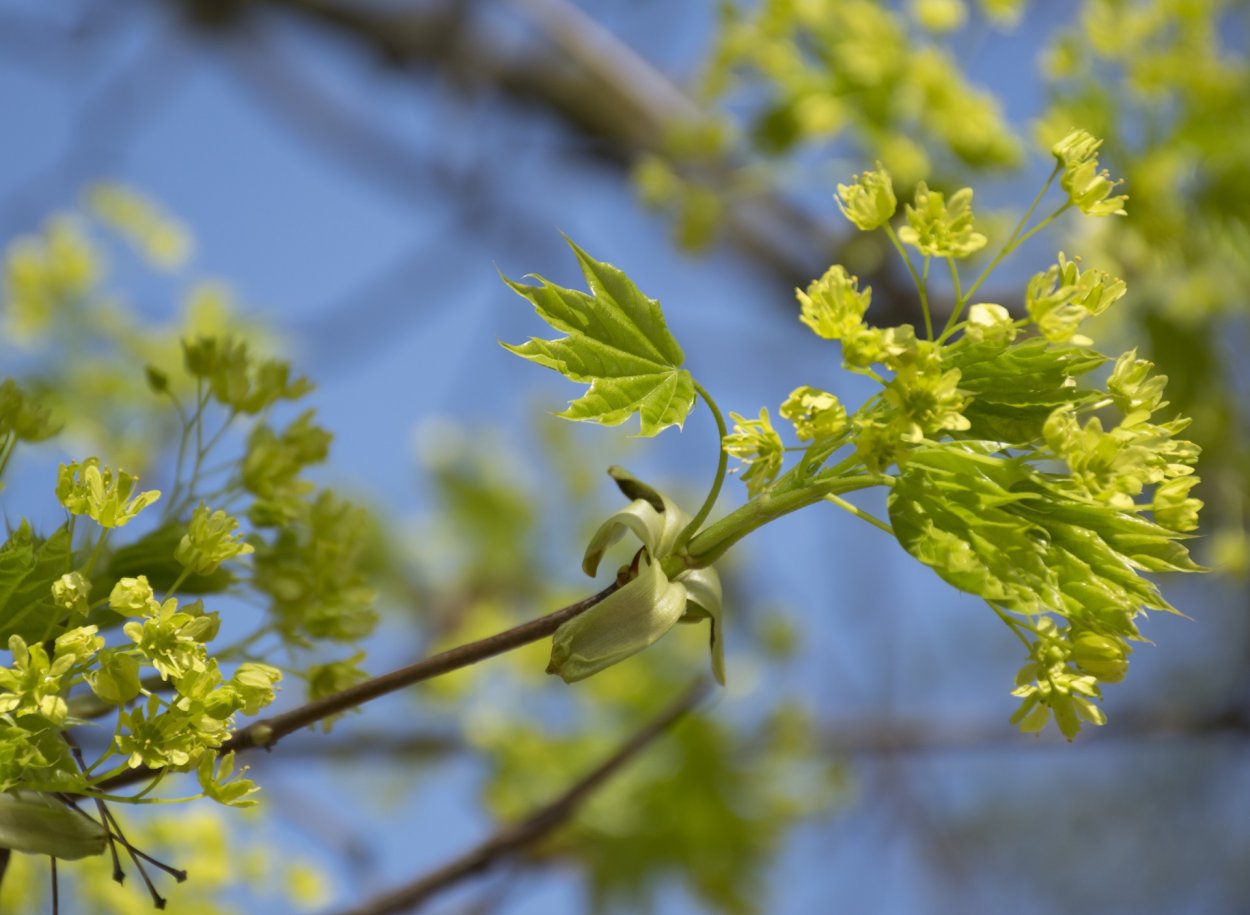 Канадский клен цветение