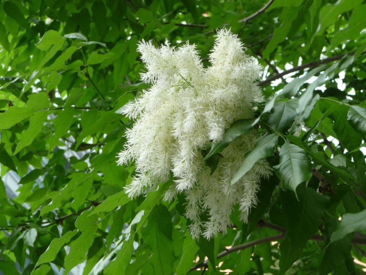 Ясень манный