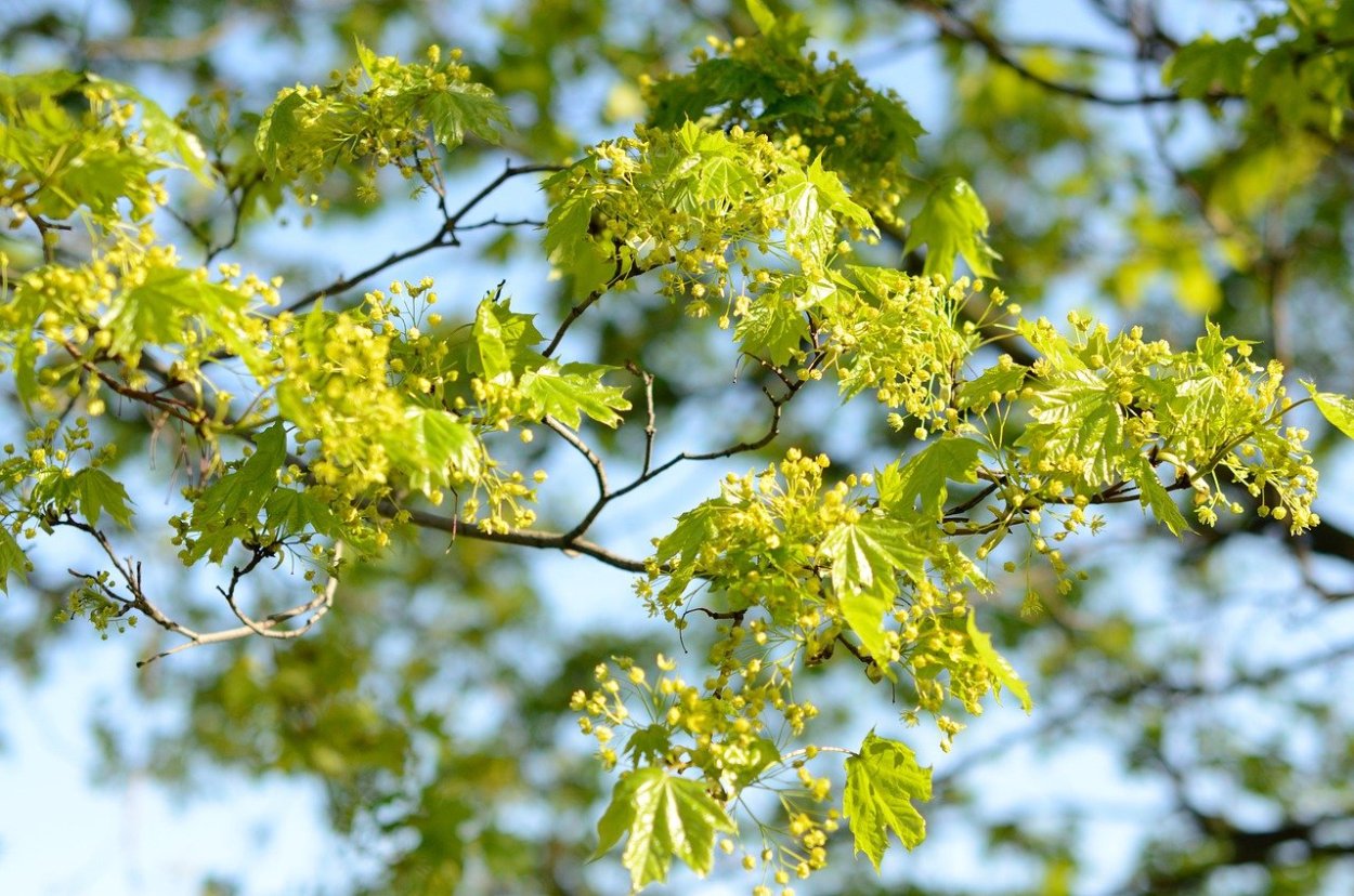 Клен зеленокорый пенсильванский