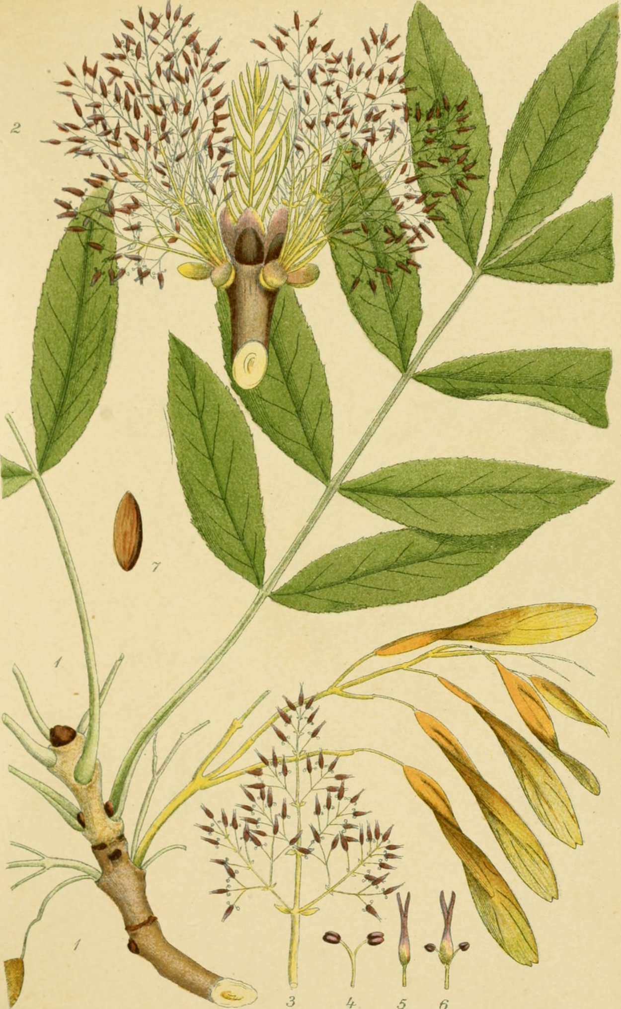 Ясень обыкновенный Fraxinus Excelsior семена