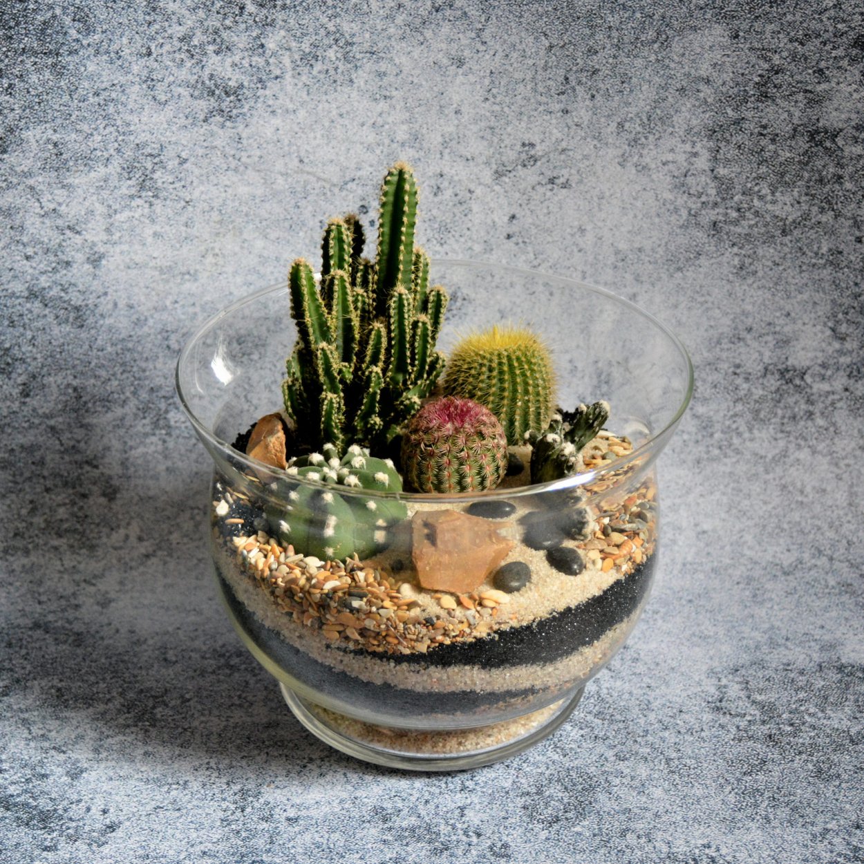 Суккулент хавортия флорариум