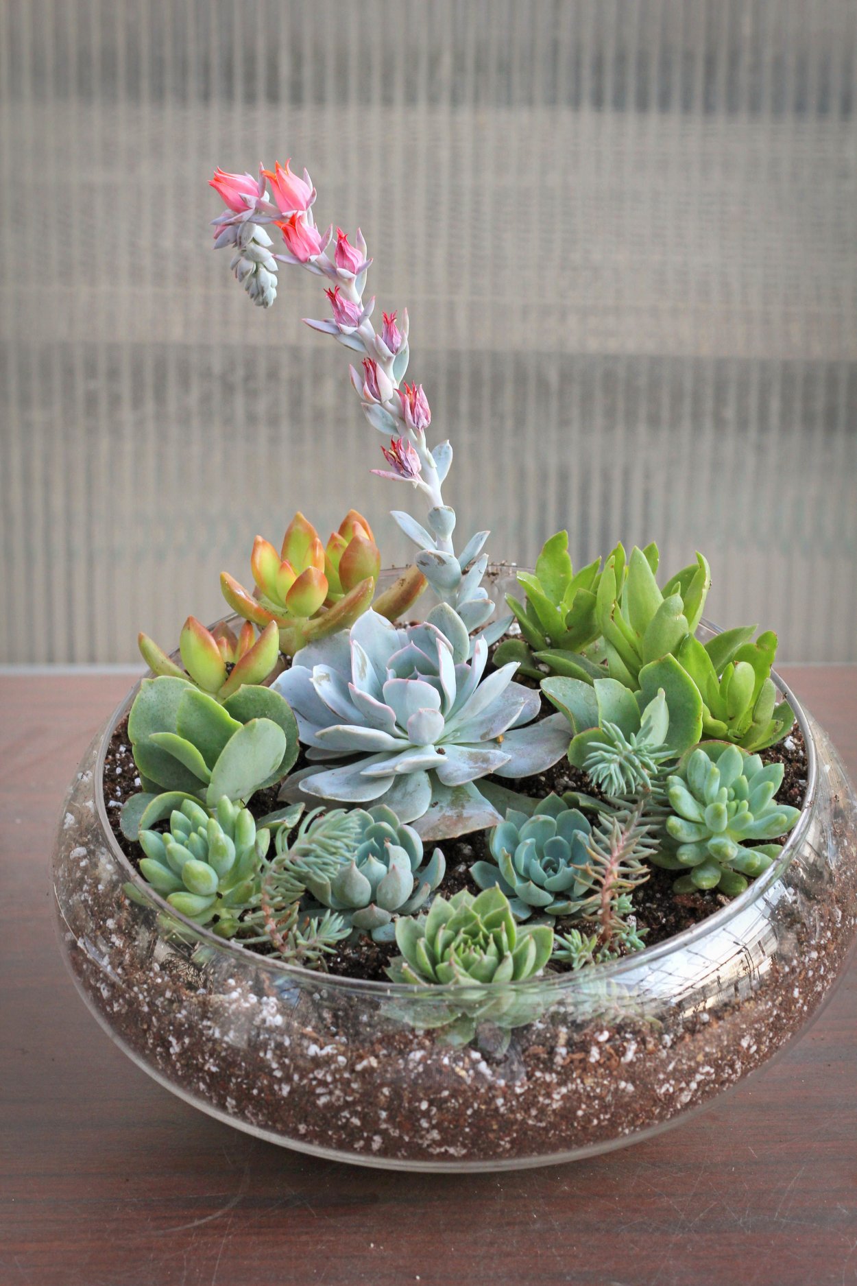 Каланхоэ эхеверия микс