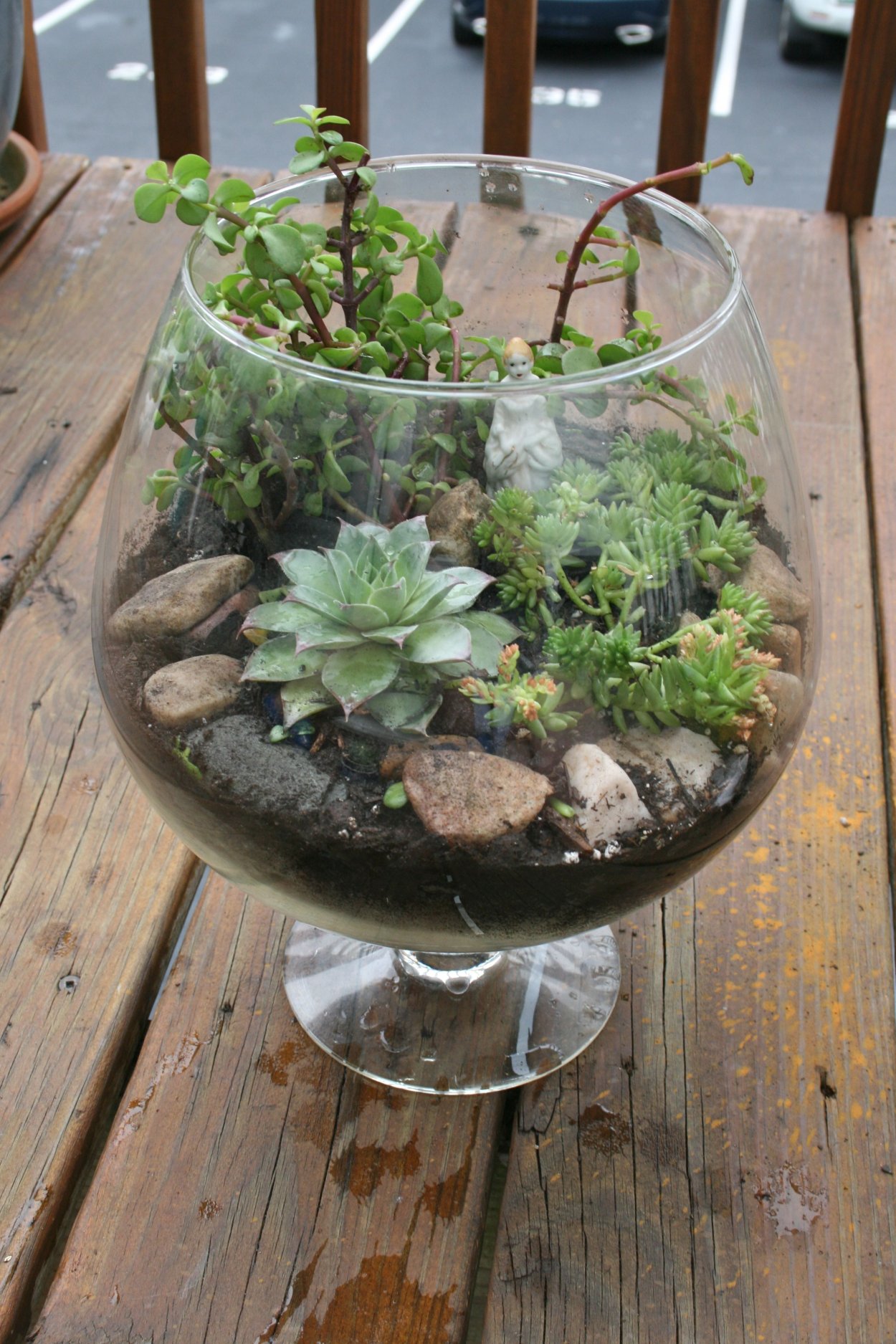 Молодило в террариуме