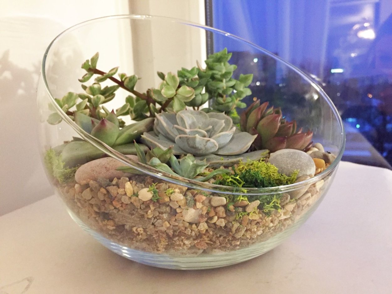 Флорариум молодило