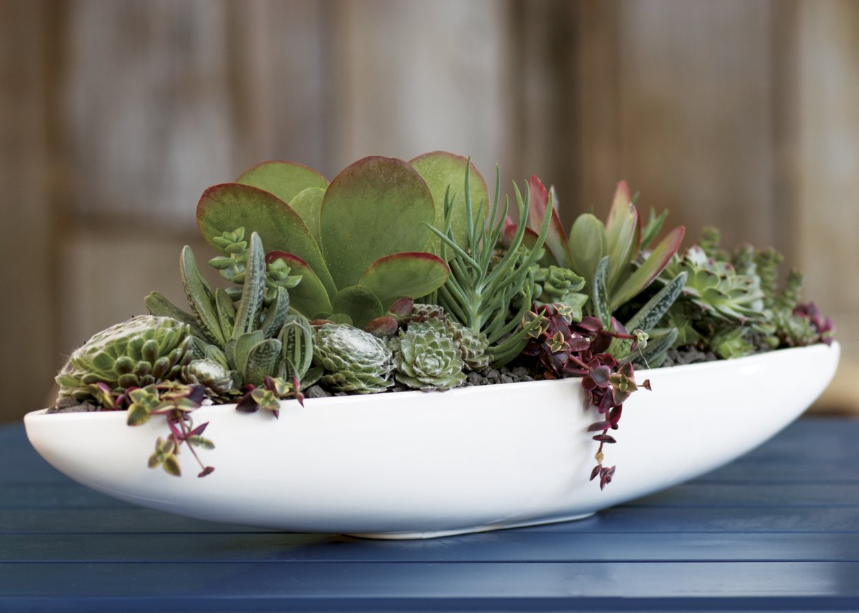 Суккуленты в кашпо