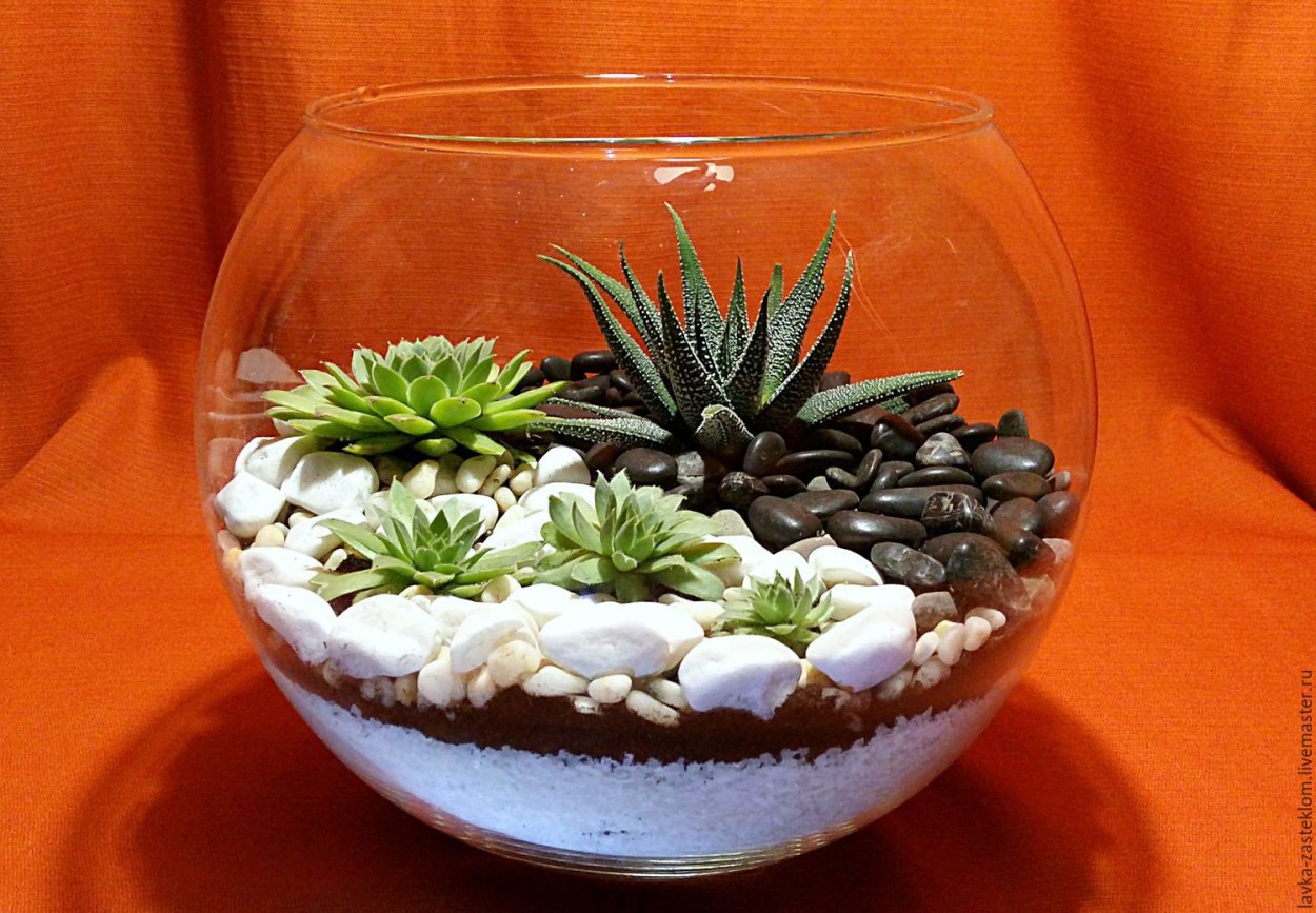 Суккуленты композиции в вазе медуза