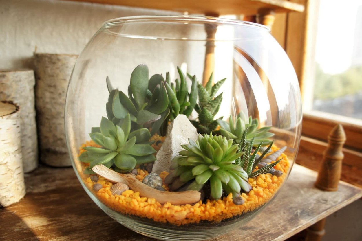 Суккуленты в аквариуме