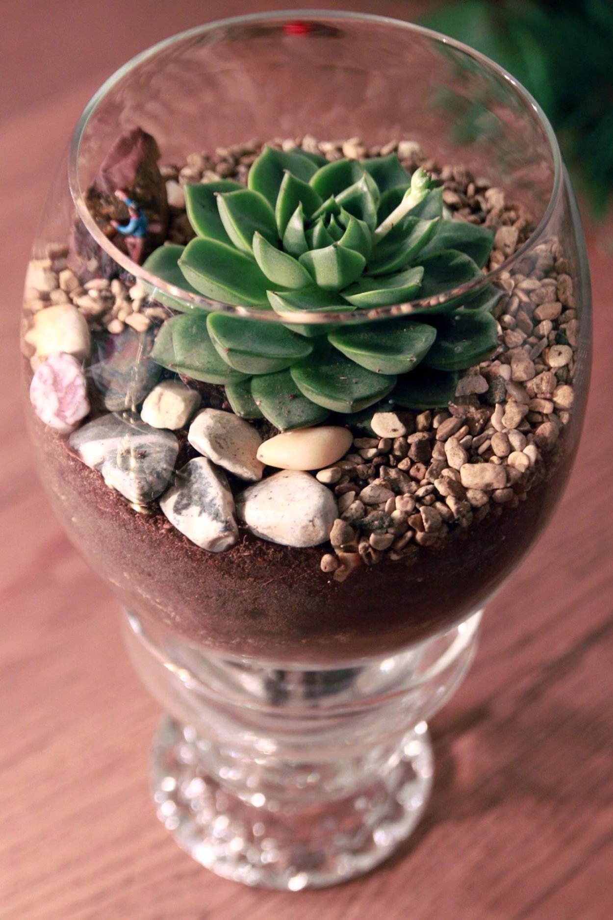 Эхеверия флорариум