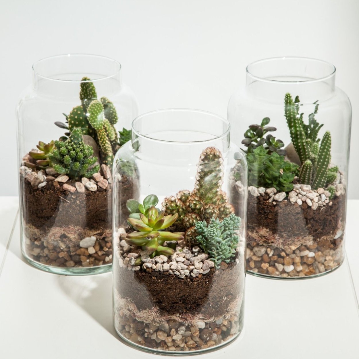 Флорариум Оазис из суккулентов