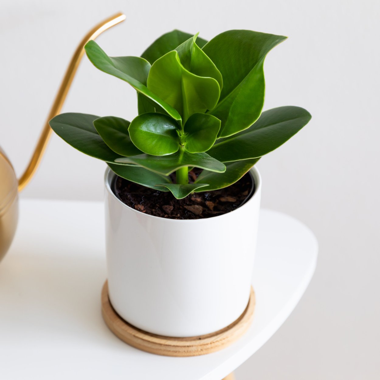 Клузия цветок комнатный