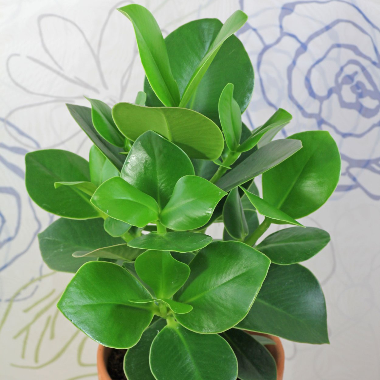 Клузия большая