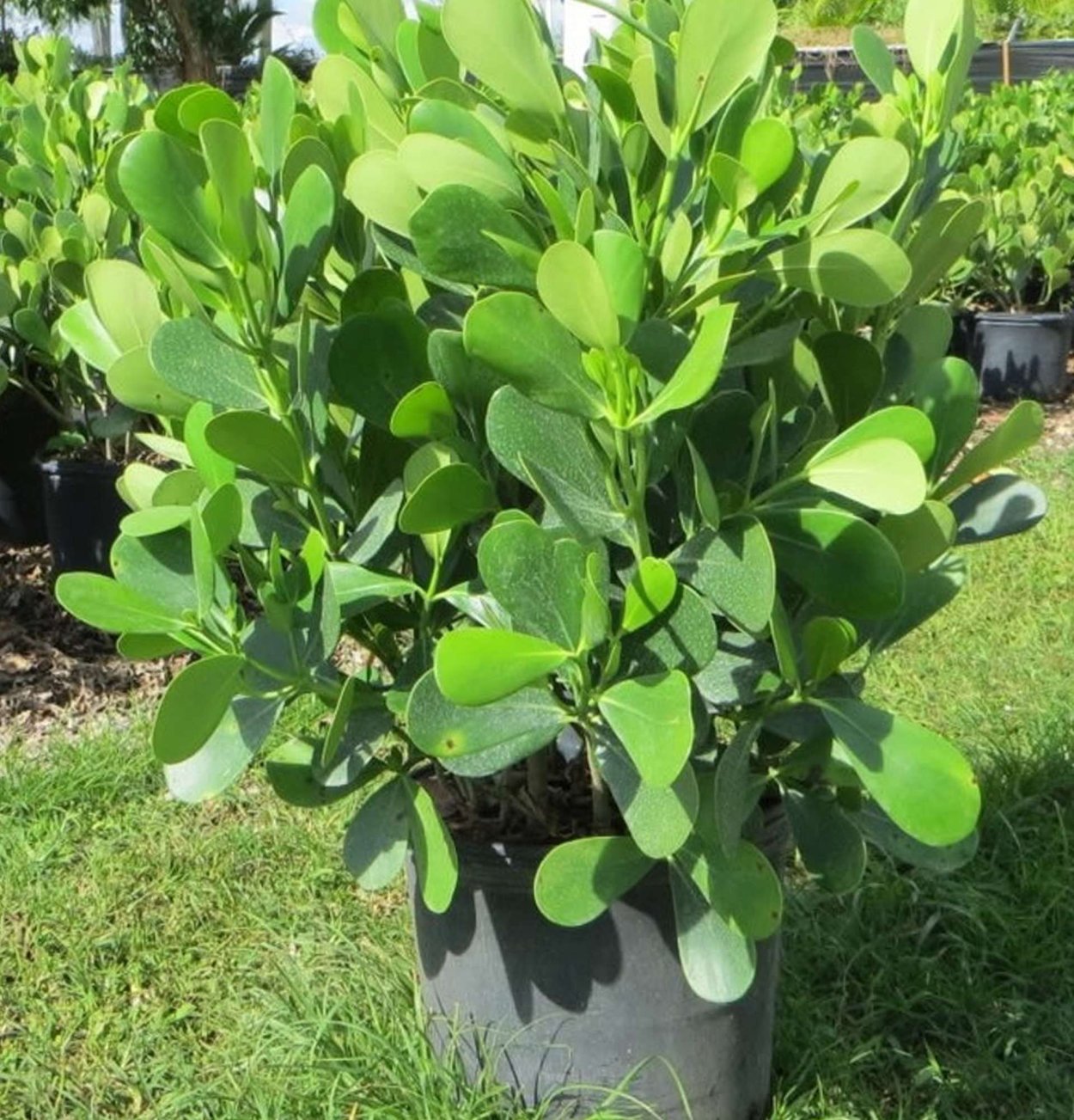 Клузия цветок