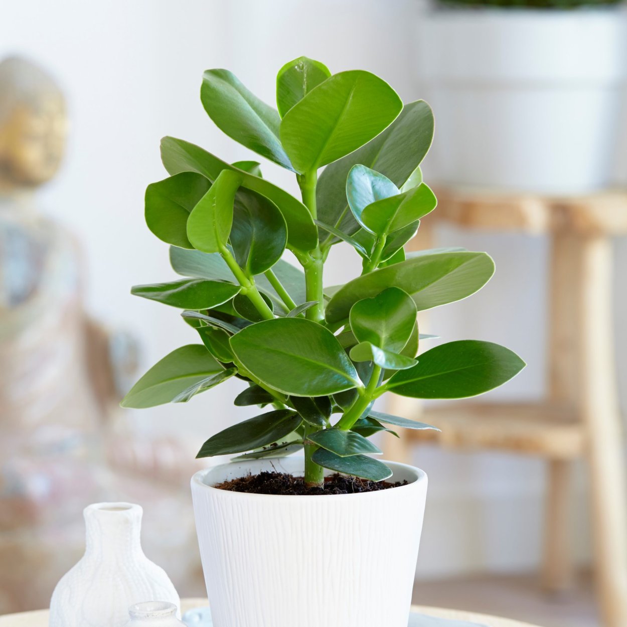 Клузия розовая принцесса