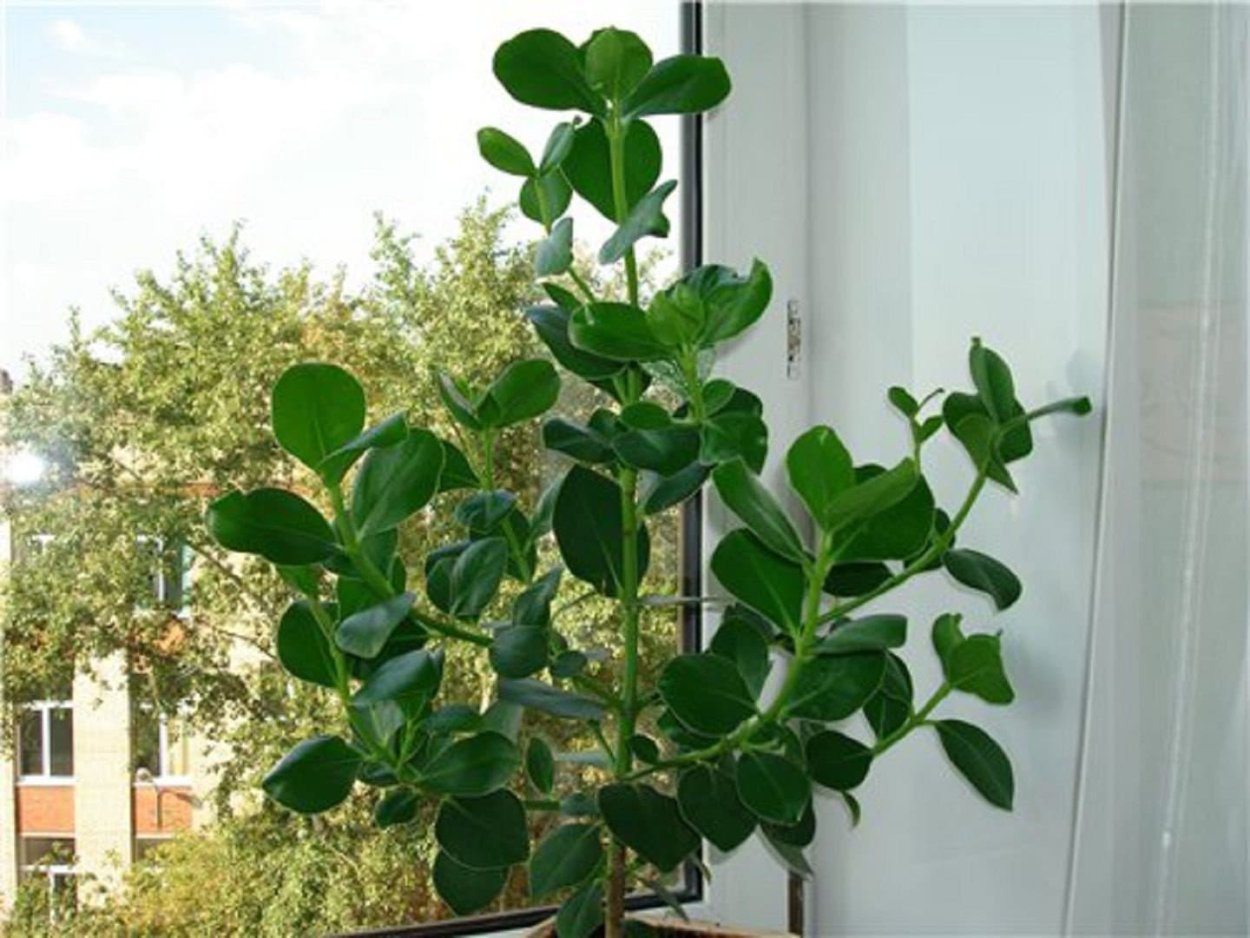 Клузия розовая принцесса