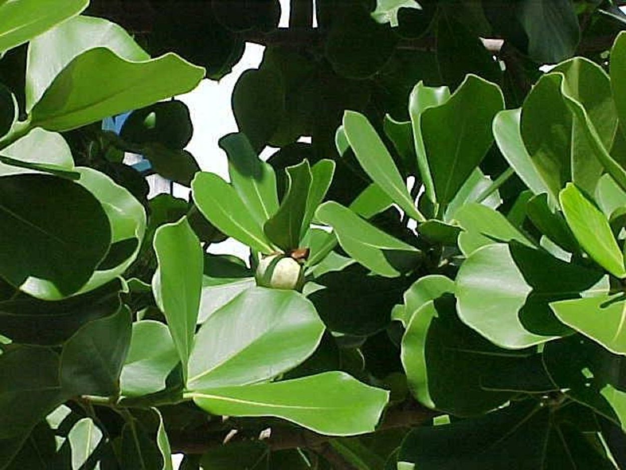 Клузия Вариегата