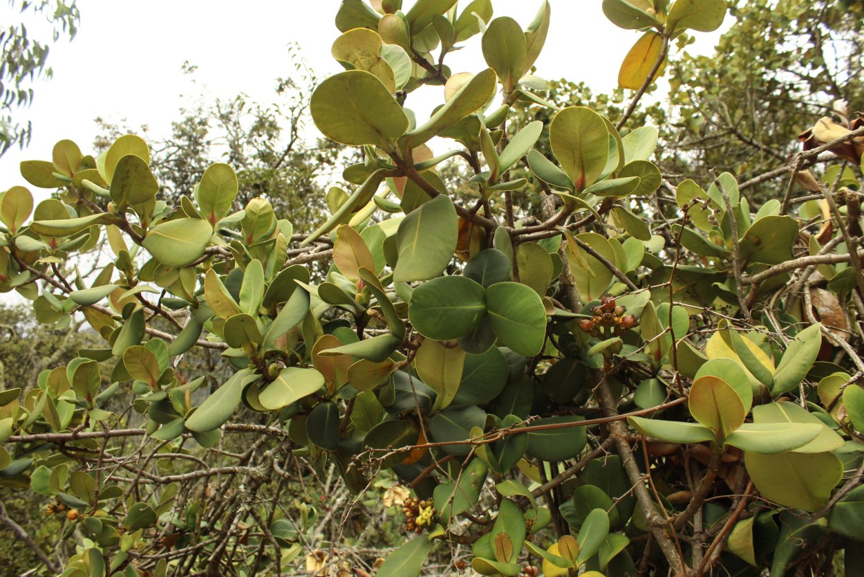 Клузия листья