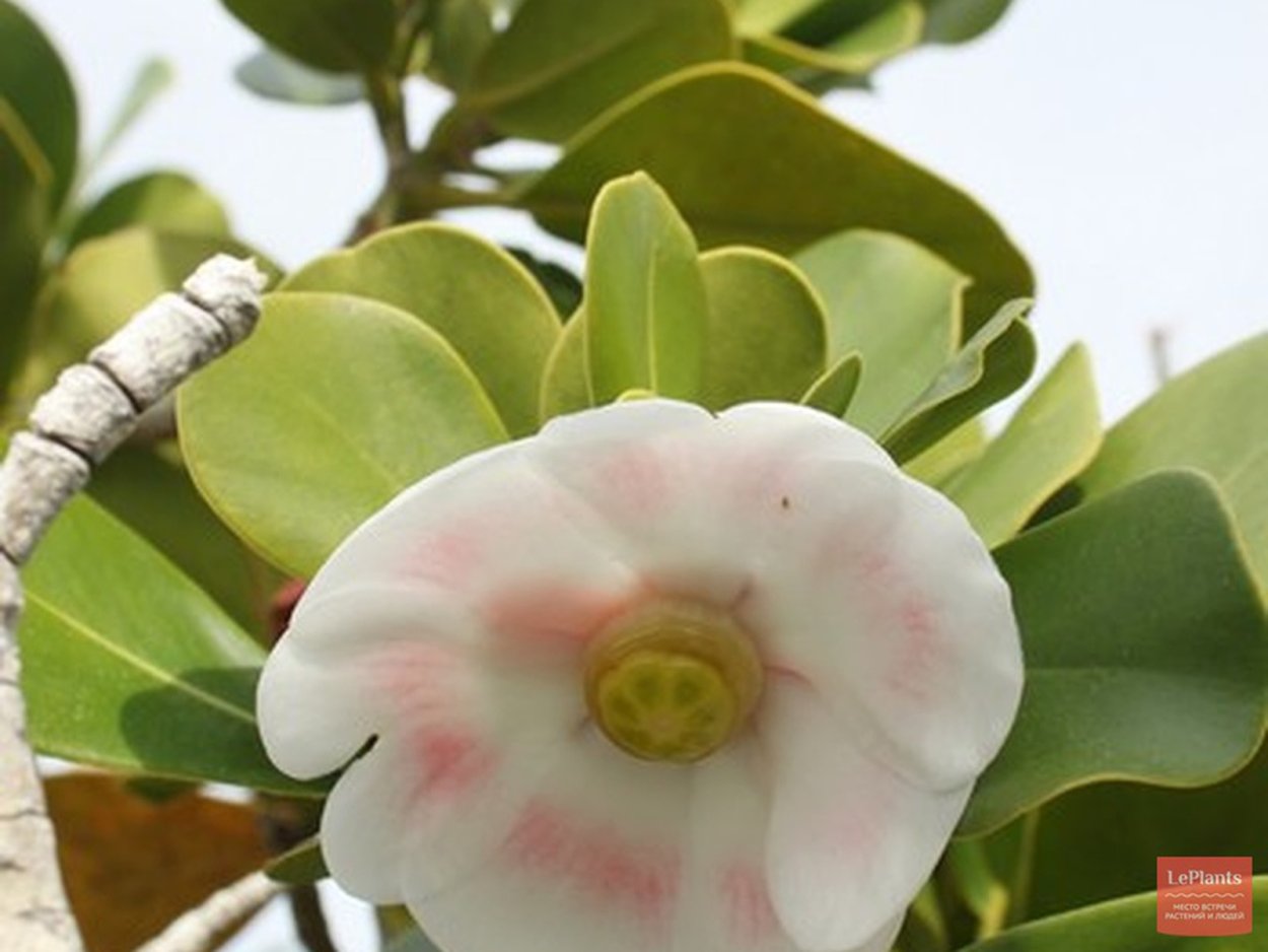 Клузия розовая